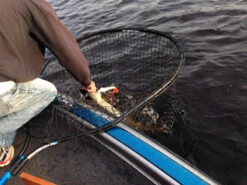 Drifter Tackle Predator Net 48 Black Handle 11 Drifter Tackle Predator Net 48 Black Handle -Magasin De Matériel De Pêche Professionnel PR40XXL BKr 6